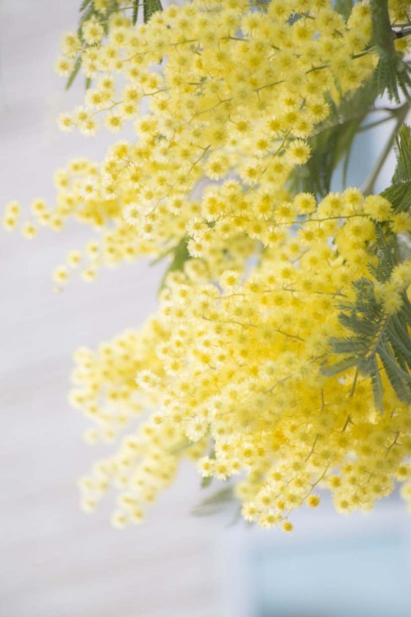 Buttercup Yellow