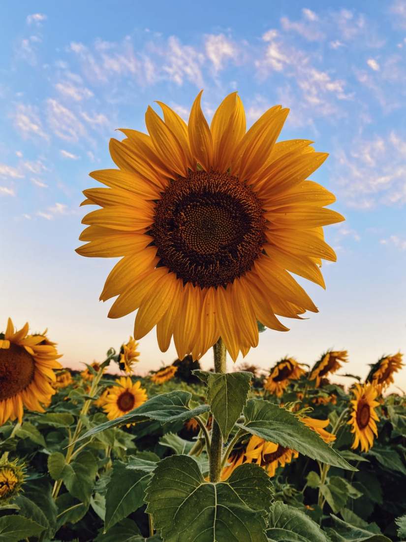 Big Chill Pro Appliances in Sunflower Yellow