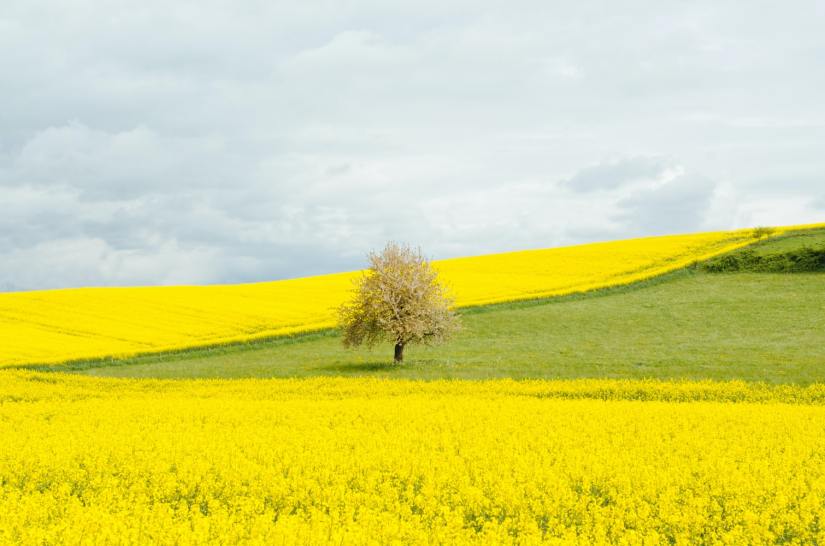 #1023 Traffic Yellow